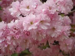 flowers09a (16)